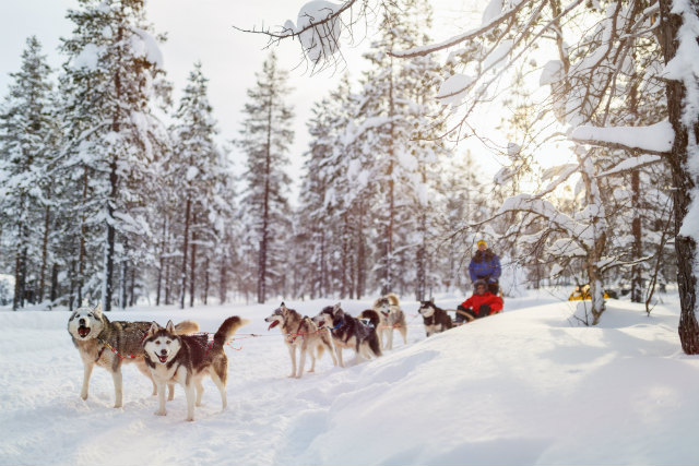 laponia-finlandesa-trineo-huskies