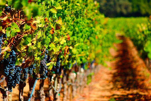 napa-valley-lugares-para-viajar-en-pareja-clickviaja