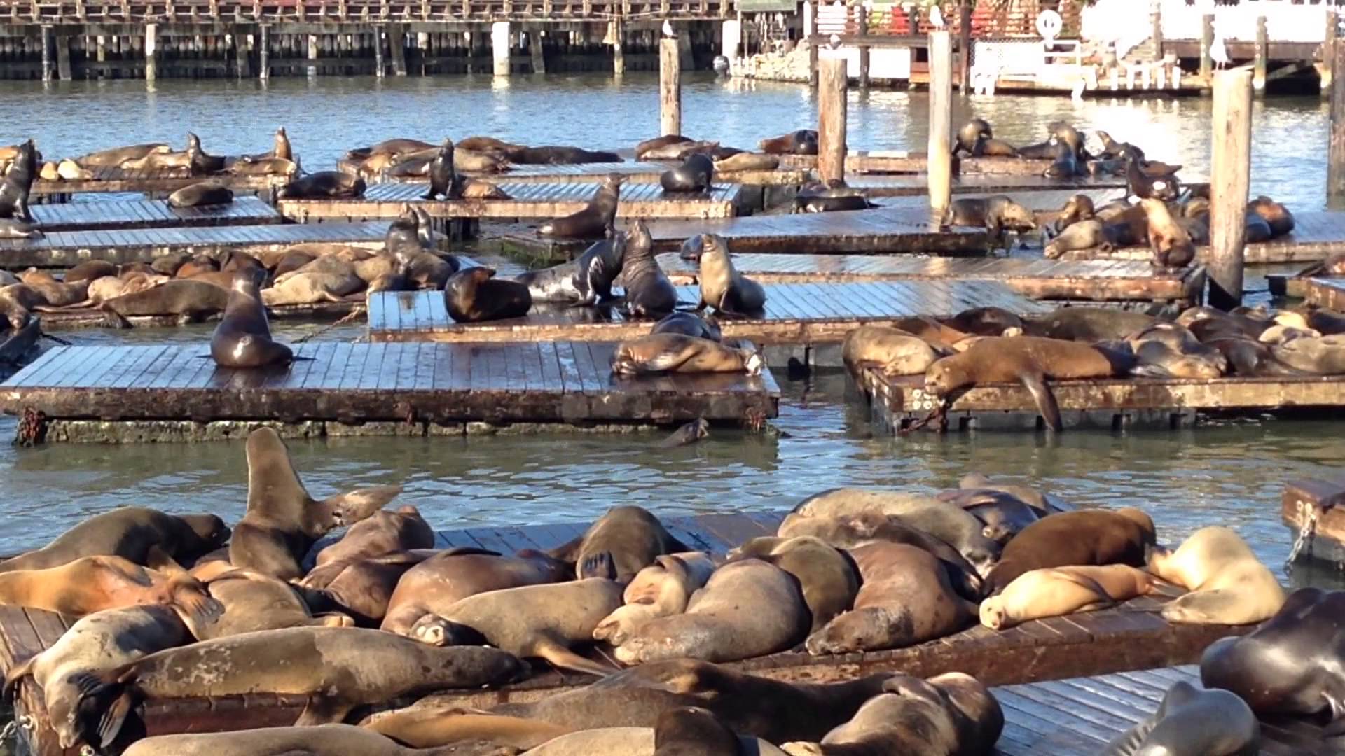 osos marinos pier