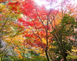 momiji-japon-y-sus-festivales-clickviaja