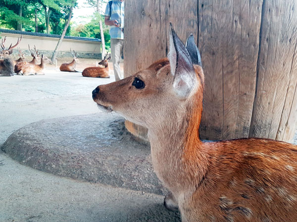 nara-japon-y-sus-festivales