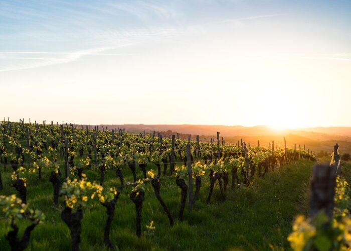 viñedo cinco rutas de vino diferentes en España clickviaja