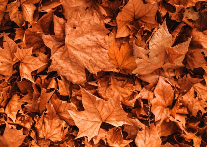 lugares para disfrutar del otoño en España clickviaja